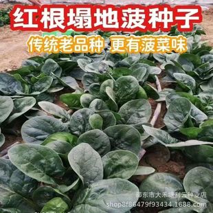 ���ļ��߮a��ſ�ز��˷N����Ʒ�N���ز����ﶬ�ͺ��͟�˷N�t����