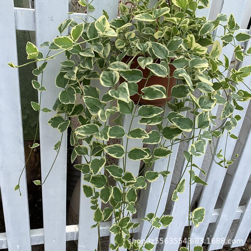 Mosaic Ivy, Mosaic and Thunder Orchid Potted Hanging Plant, Phnom Penh Ivy, Indoor Formaldehyde Absorption