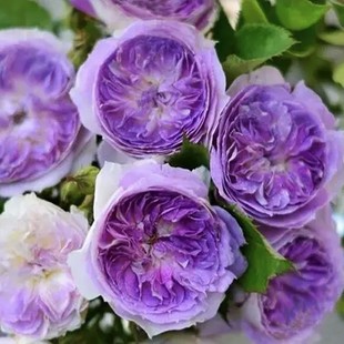 Four Seasons Blooming Shrubs, Rose Flowers, Fragrant Juice, Balcony Courtyard Florals and Plants, Potted Cut Florals with Flower Rose Seedlings