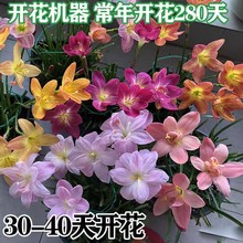 风雨兰种球葱兰花植物 盆栽球根花卉植物韭菜莲/风雨兰花根茎红花