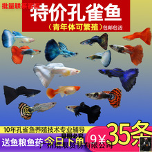 ��ȸ�~С�~�Ꭷ�~ȫ�N�������B�^�p�~С�͵�ˮ���R�~����~