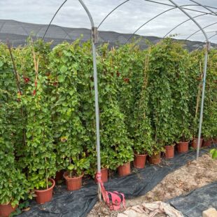 ������ɽ���ر�ֲ�����l����ֲ��߼ܘ����پGֲ�G��