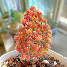 ����ֲ������֦�ɷ��ӻ��ܸ߶�����ϡ��Ʒ�N���F��Ʒ��Gֲ���B��