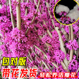 ���G����������Nֲ�������Ͻ��ļ��_��ͥԺ�L���̓����ܾG��ֲ��