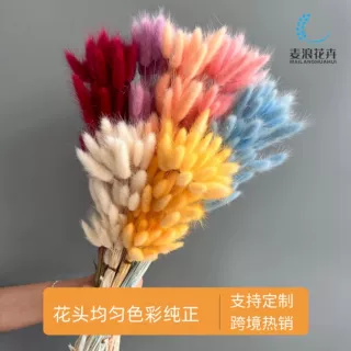 跨境干花花束兔尾草狗尾巴草小短草ins风家居装饰拍摄道具