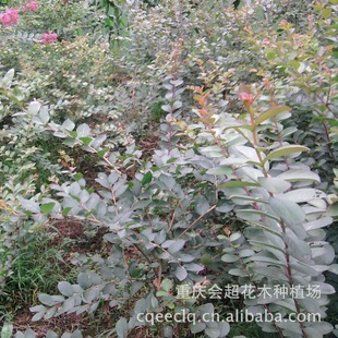 Wholesale of Base-Produced Bougainvillea and Bauhinia Flower Seedlings in Various Sizes, Large Quantities Available, Suitable for Home Gardening