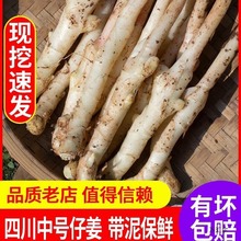 嫩姜新鲜仔姜中号四川现挖鲜姜做醋泡姜指头姜红芽嫩生姜5斤包邮