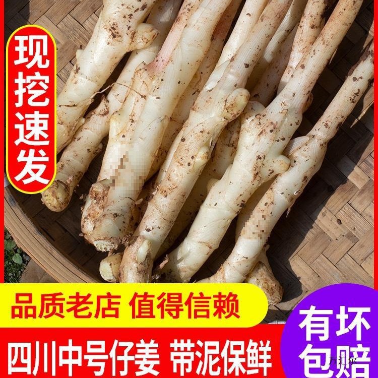 嫩姜新鲜仔姜中号四川现挖鲜姜做醋泡姜指头姜红芽嫩生姜5斤包邮