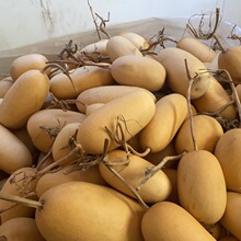 现有大批低价野生冬瓜粗腰胖葫芦适合烙画彩绘雕刻做手工礼品装饰