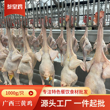 玉林三黄鸡走地鸡农家老鸡土鸡整鸡冷冻批发白条鸡10只一件溯源鸡