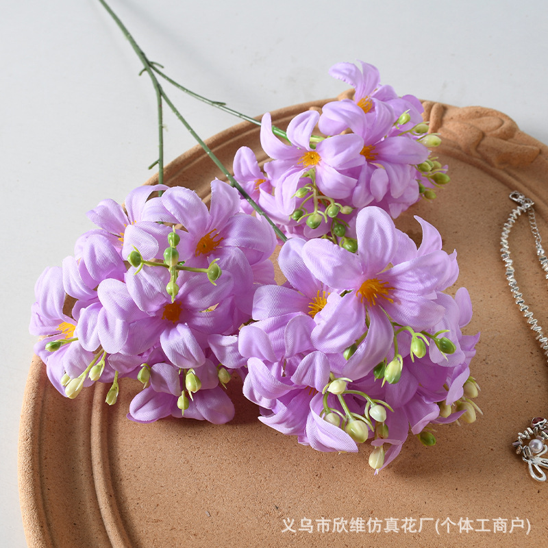 野绣球紫色