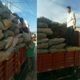 Large Wholesale Inner Mongolia Alxa Desert Golden Cynomorium Soaked in Wine and Tea Nourishing Agricultural Products Desert Selected Cynomorium