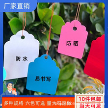 花卉牌PVC彩色植物塑料吊签花卉园艺标签小挂牌苗木吊牌多肉标签