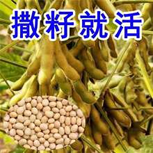 ���lǧ�ﶹ�S���N������߮a�S���N���r���ԷN�ش�󶹷N�ѿ���