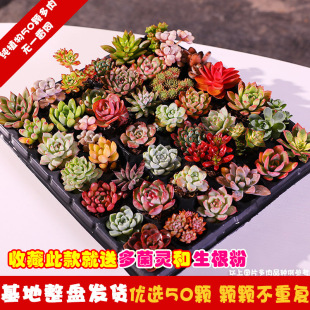 Yunnan Succulent Plant Combination Flower Potted Indoor Package Jade Dew Green Plant Rare Variety Large and Easy to Grow