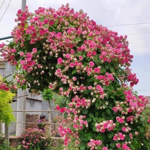 Rouge Buckle Multi-Season Climbing Rose Flower Seedlings Balcony Courtyard Potted Plants Rose Florals Multi-Headed Florals