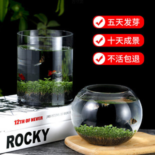 Fish tank small household landscaping glass fish tank diy potted water seeds micro landscape four seasons green plant a wholesale