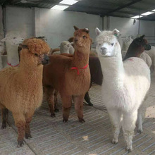 �Ϻ������������Bֳ������������Xһֻ���T���Ռ�����w