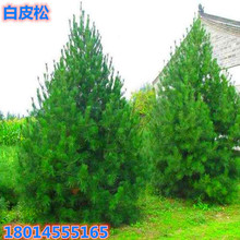 批发皮松苗白皮松树苗三叶白皮松小苗南北方种植四季常青盆栽