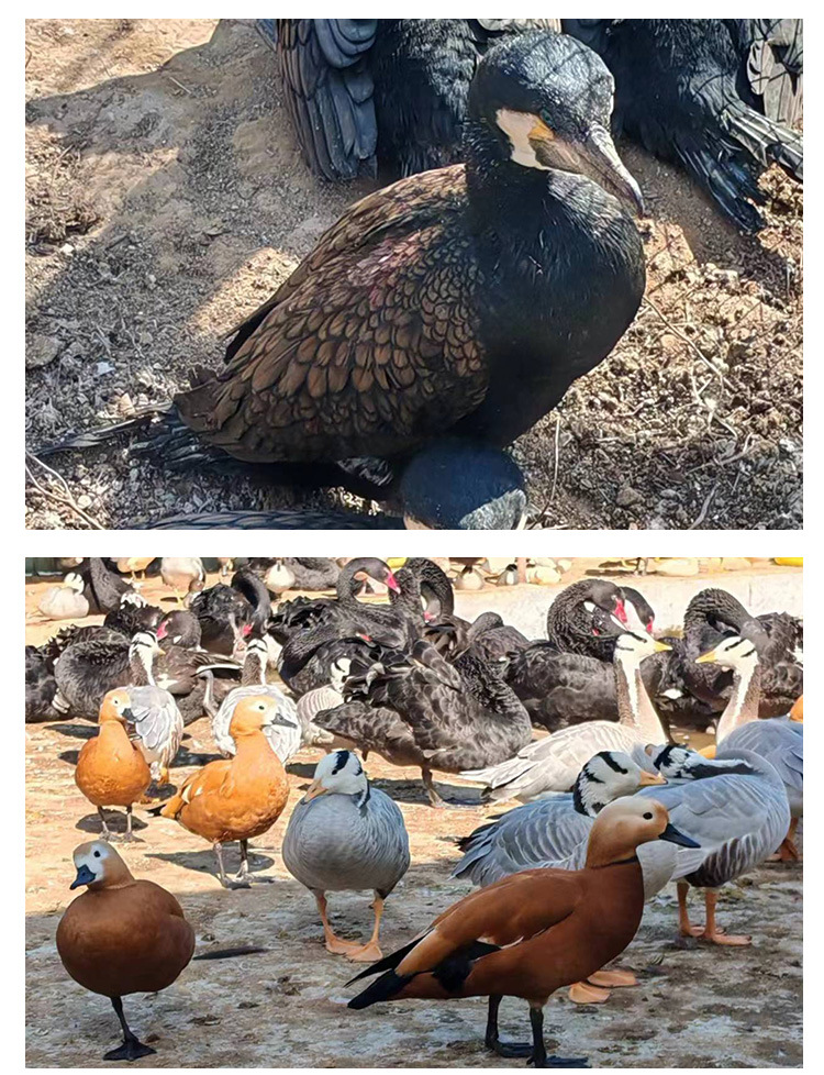 宠物园详情页_07