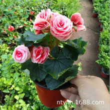 重瓣丽格海棠盆栽带花苞四季开花玫瑰海棠花室内阳台庭院绿植花卉