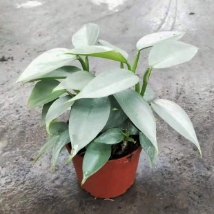 Base Direct Sales of Foliage Philodendron Plant Flower Potted Home Plant Potted Plant (A90) Snow Diamond
