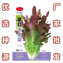 紫红油麦菜种子【净重1克】四季播种花芽紫麦菜厂家蔬菜种子批发