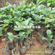 新品种榴莲蜜苗带土发货正宗榴莲蜜树苗南方种植嫁接果树四季结果