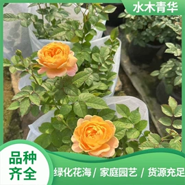 宿根花卉;灌木;月季蔷薇植物
