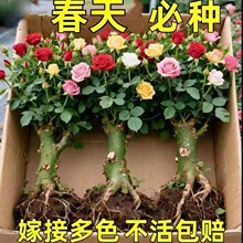 玫瑰花苗老桩盆栽花卉多季节开花绿植物月季蔷薇老根阳台四季种植