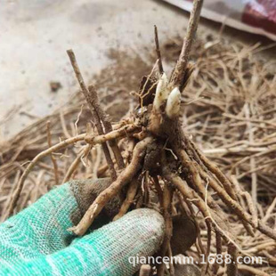 Asparagus Seedlings Root Seedlings Three-Year-Old Asparagus Root Seedlings Asparagus Vegetable Seedlings Courtyard Four-Season Planting Perennial Balcony Potted Plants