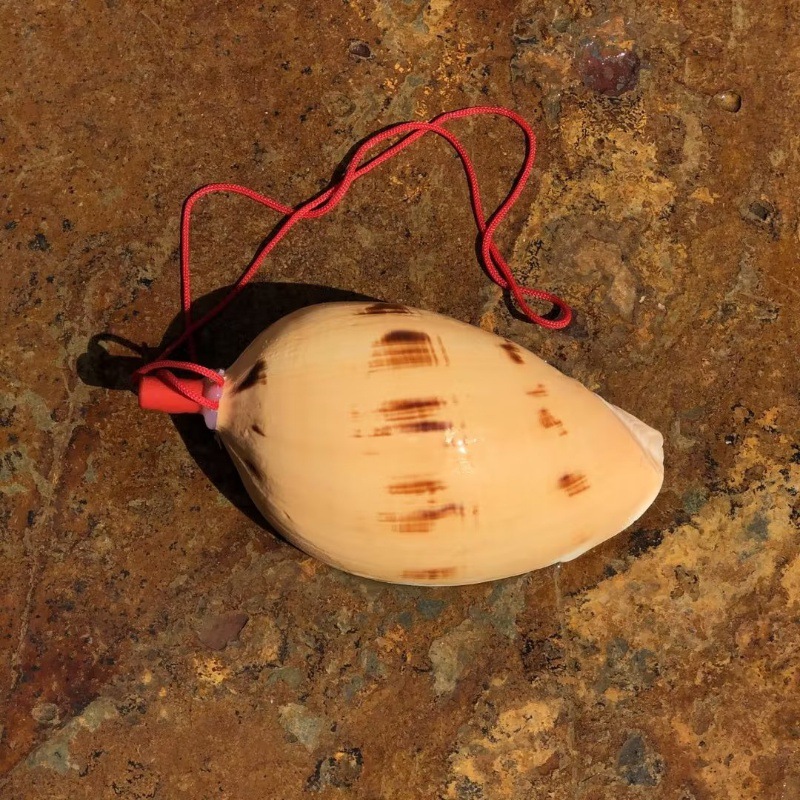 White mango snail whistle 12-14