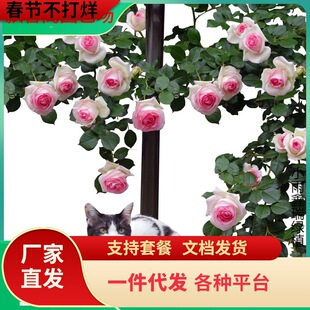 һ�����l�໨�o���Nޱ�¼�����ʮ����ͥԺ�����̨�ļ������߽���