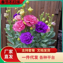 һl۹NļN_B҃⻨^pܻ