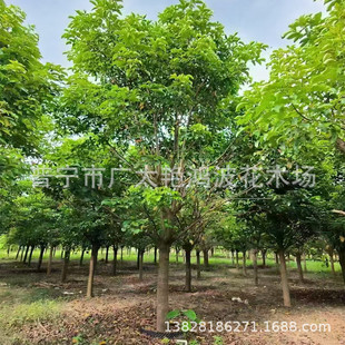 �V�|�Ռ���ֲȫ��5-20�ִ�Ǽܘ��ľ������ľ����ֵ��G�����@