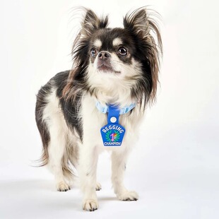 Customized Cross-Border Silicone Pet Personalized Name Tag Anti-Lost Cat and Dog Brand Pet Supplies Identity Tag Nameplate