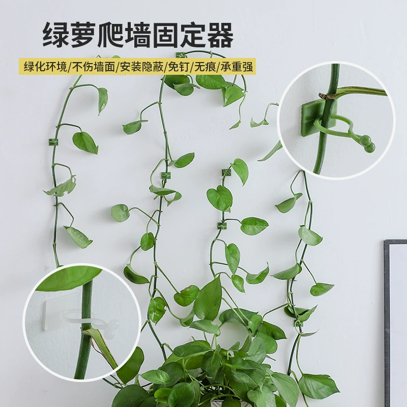 Wall Plant Fixer Green Looplasty — self-adhesive PP vine hooks, small/medium/large