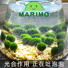 幸福海藻球mrimo水培微缸景观生态瓶桌面鱼创意DIY趣味植物a礼物