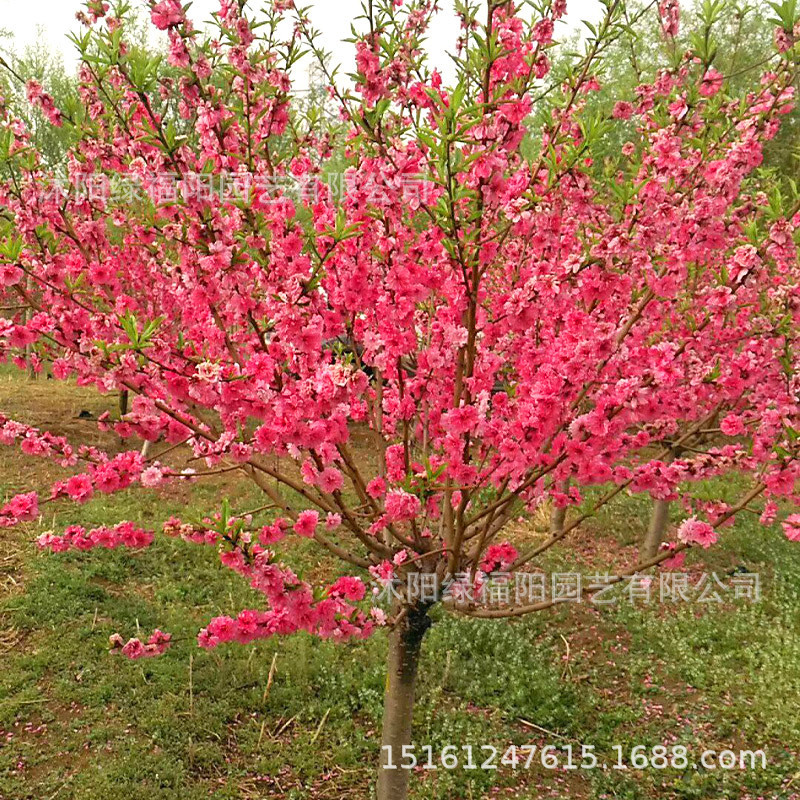 紫叶碧桃树苗绿化苗木庭院观赏红叶桃行道点缀色块绿篱紫叶碧桃树