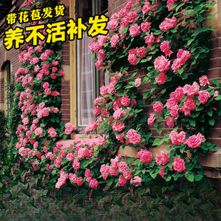 Rose Seedlings, Vine Roses, Large Florals, Strong Fragrance, Garden Climbing Vines, Potted Plants, Easy-To-Live Four-Season Flowering Roses on the Balcony