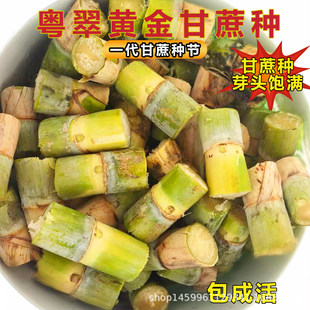 ���������S��ˮ������N���N�烞���߮a�SƤ����N���ļ��ϱ��Nֲ