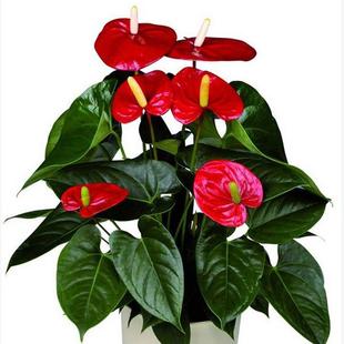 �Lɳ���Lɳ�Gֲͬ�ǃ����՚�ˮ��ֲ����ư��Ƽt���҃����Ի���