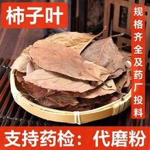 大货批发柿子叶 柿子叶茶 中药材柿子叶 霜后柿子叶 代磨粉