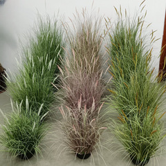 模擬緑の植物の花、屋内鉢植えの装飾品、模擬、シネズミ、模擬草、風景、秋の装飾的な雰囲気