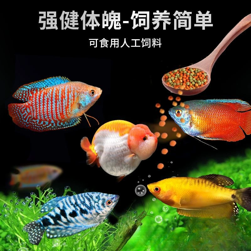 Саженцы холодноводной рыбы Yulan Shoujian, живая рыба, мелкая пресноводная, хорошее кормление, живая рыба Lili, Manlonfish