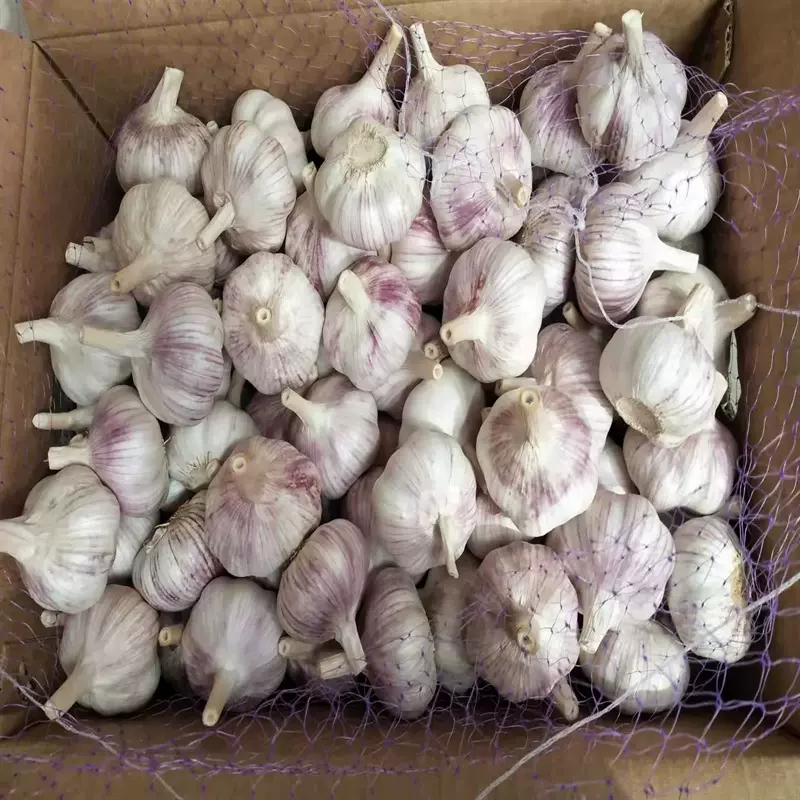 出口大蒜紫皮干蒜 纯白蒜调味配料生鲜garlic出口至南美洲非洲