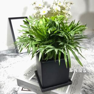 Pocket Coconut Tree Small Potted Plant Indoor Living Room Office Desktop Purifying Air Absorbing Formaldehyde Rich Coconut