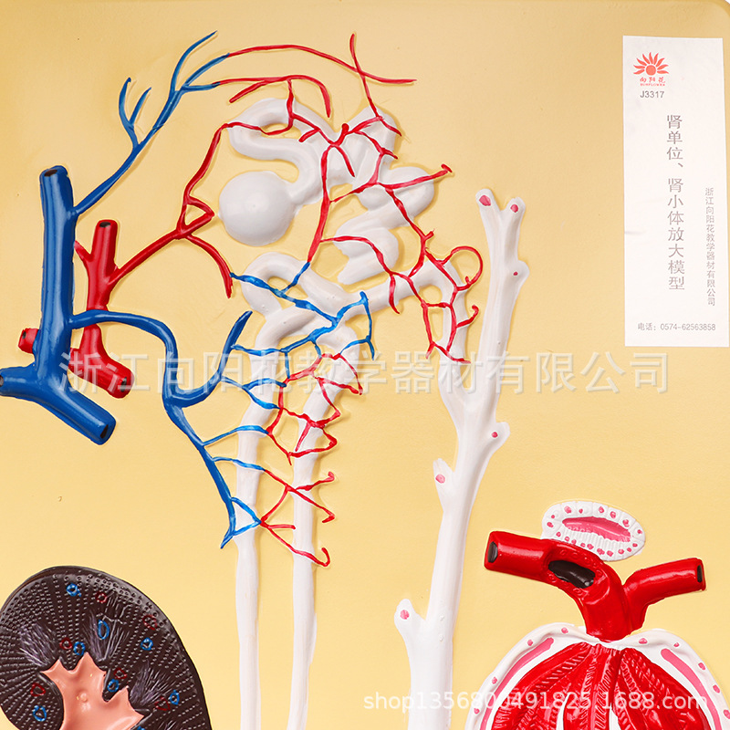 厂家直销33217肾单位，肾小体，放大模型 生物医疗模型