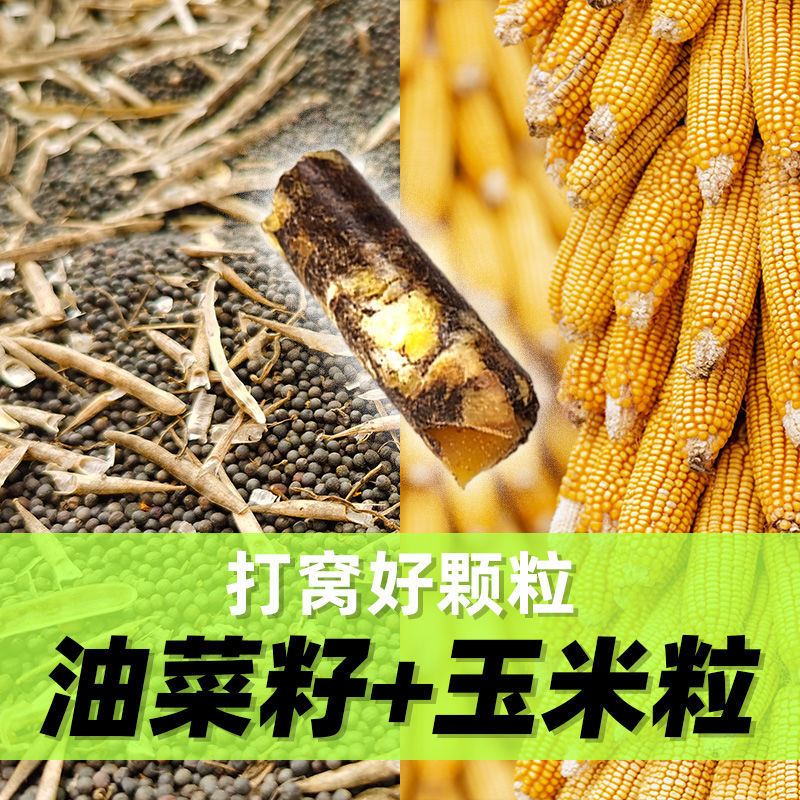 Yinlin torta de colza de maíz granulares de pesca salvaje lago lago pescado pescado pescado pescado fresco fábrica de comercio mayorista