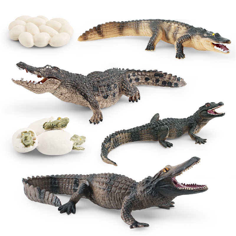 Amazon simulación bosque animal cocodrilo modelo de ciclo de crecimiento de los niños cognición proceso de crecimiento del cocodrilo chino adornos
